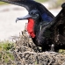 frigatebird_magnificent_nsey_v_0082_ecu0278.jpg